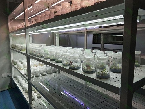 汾阳植物组织培养实验室设计建设方案